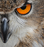 up close owl's eye