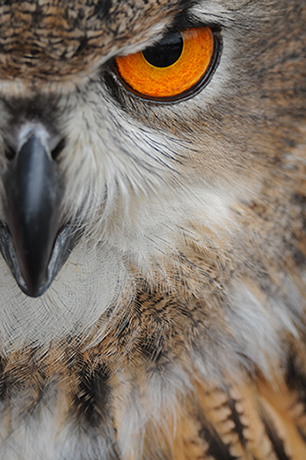 up close owl's eye