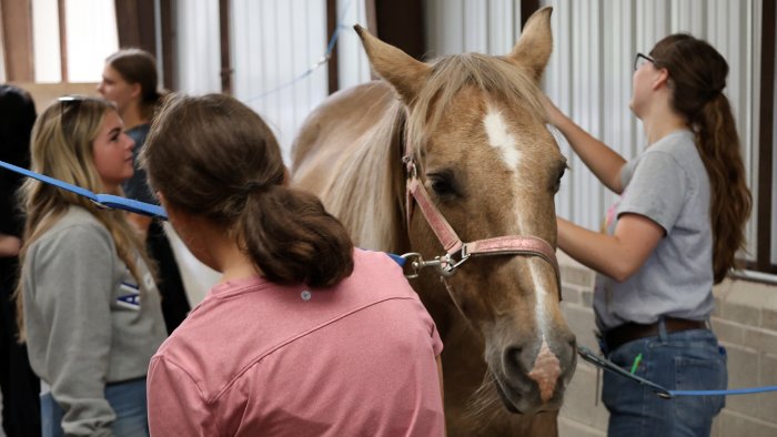 Students groom a horse at a career discovery event